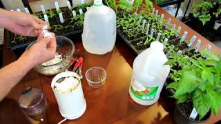 How to Make an Eggshell amp Vinegar Fertilizer to Manage Blossom End Rot  Recipe amp Use DIY Ep2 [upl. by Annoek784]