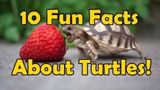 10 Fun Facts About Turtles [upl. by Gonzalo]