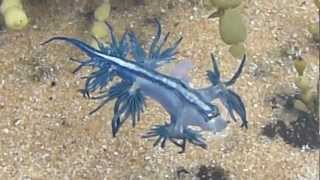 Dancing Glaucus Atlanticus Blue Dragon Nudibranch  AUSTRALIA P1080004MP4 [upl. by Ethban]