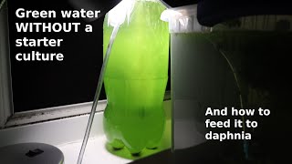 Green Water WITHOUT a Starter Culture  From Scratch  How To [upl. by Quillon]