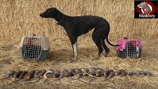 Trained Mink and Dog Catch 25 rats [upl. by Berthold]