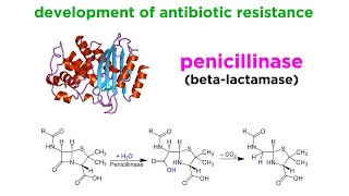 MethicillinResistant Staphylococcus aureus MRSA [upl. by Kolva919]