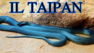 Il serpente più velenoso al mondo  IL TAIPAN [upl. by Aleyak]