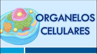 ORGANELOS CELULARES Organelos Membranosos [upl. by Isaacson]