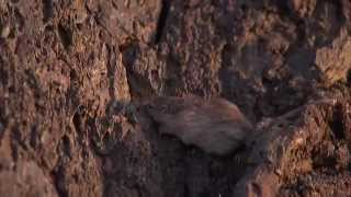 Natural Selection and the Rock Pocket Mouse — HHMI BioInteractive Video [upl. by Tareyn]