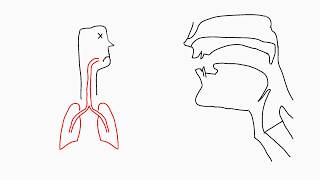 Phonetics Articulation [upl. by Carrick]