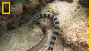 Watch Sea Snake Swallows Eel Whole  National Geographic [upl. by Antonie]