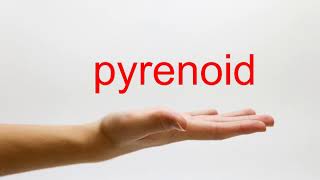 How to Pronounce pyrenoid  American English [upl. by Tonnie]