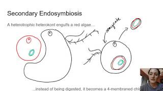 Descendants of Secondary Endosymbiosis Phaeophyta [upl. by Wilser]