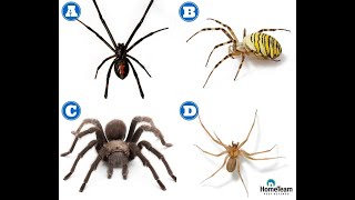 How to Identify Dangerous Spiders  HomeTeam Pest Defense [upl. by Lucier647]