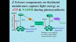 Z Scheme of Photosynthesis [upl. by Asetal]