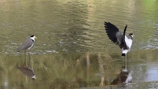 Masked Lapwing  Australian Bird  Short Documentary [upl. by Mroz464]