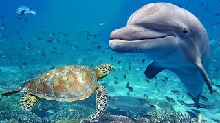 Relaxing Music for Stress Relief Dolphin singing Soothing Music for Meditation Therapy Sleep [upl. by Emlen]