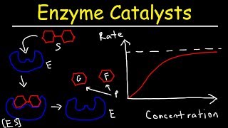 Enzymes  Catalysts [upl. by Afira]