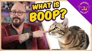 What is BOOP  Cat Daddy Dictionary [upl. by Voltz]