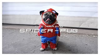 SPIDERPUG  Doug The Pug [upl. by Babcock]