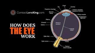 Eye Anatomy Parts of the Eye [upl. by Hut]