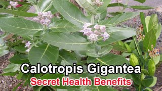 12 Health Benefits of Calotropis Gigantea [upl. by Alasdair]