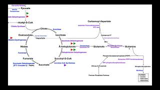 Overview of Metabolism Part 4  Glutamate Glutamine amp Nucleotide Biosynthesis [upl. by Krum]