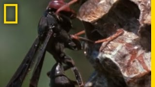 Paper Wasp vs Army Ant Horde  National Geographic [upl. by Airetal]