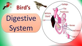 Digestive System  Birds  Structure amp Physiology [upl. by Thad]