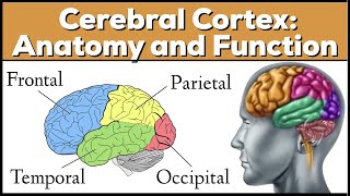 Lobes of the Brain Cerebrum Anatomy and Function Cerebral Cortex [upl. by Publius844]