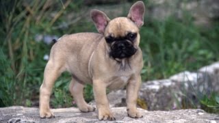 Le Bouledogue Francais [upl. by Lynnea]