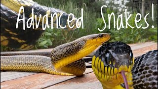 5 Great Advanced Snakes [upl. by Suoicserp]