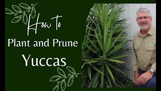 How to Prune and Plant Yuccas [upl. by Nea]