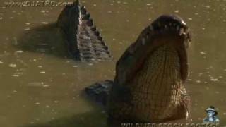 American Alligator Bellowing 03 [upl. by Lachman]