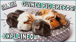 Guinea Pig Breeds Explained Which Breed Are Your Guinea Pigs [upl. by Atnicaj]