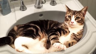 Cute and Funny Cat Videos to Keep You Smiling 🐱 [upl. by Akirret]