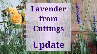 Lavender from Cuttings Update [upl. by Chandler]