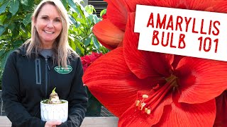 Demystifying the Amaryllis Bulb [upl. by Atnas]