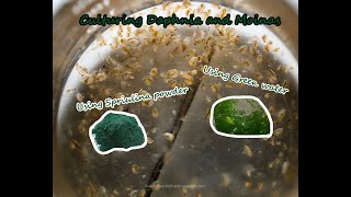 How To Culture Daphnia and Moinas using Green Water Spirulina powder [upl. by Blase]