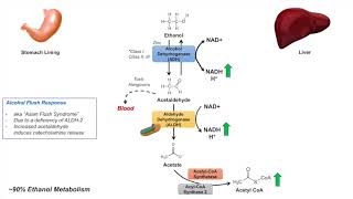 Ethanol Absorption and Metabolism  Alcohol Metabolism Pathway [upl. by Antonin]