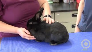 Exam Tips for Handling Rabbits [upl. by Inanuah]