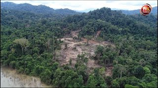 Kesan pembalakan hutan di Ulu Muda Sik Kedah [upl. by Ymmak]