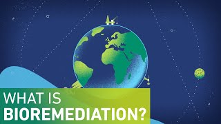 What is Bioremediation [upl. by Nob70]