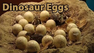 Dinosaur Eggs amp Babies  Full Program [upl. by Idnahr]