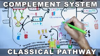 Complement System  Classical Pathway [upl. by Rochella]