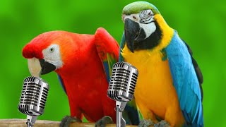 Parrots Singing  Funny Parrots Singing Songs [upl. by Egwin]