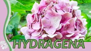 HYDRANGEA For Beginners quotHORTENSIAquot Hydrangea macrophylla Merritts Supreme [upl. by Iretak263]