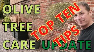 Olive Tree Care 10 VERY HELPFUL TIPS [upl. by Hild]