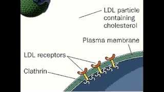 Receptor Mediated Endocytosis  LDL  Low Density Lipoprotein [upl. by Rogergcam]