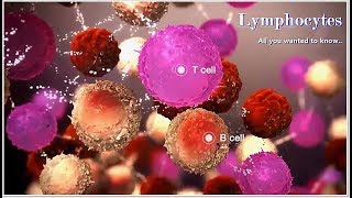 Lymphocytes  Function Low High Causes [upl. by Husch]