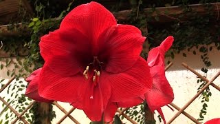 How to Make Your Amaryllis Bloom Again [upl. by Robet]