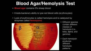 Microbiology HemolysisBlood Agar [upl. by Conan]