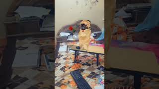 Funny dog dance ytshortsindia cute dog pets animal 🐾🐕🐕🐾🐕🐕🐾🐾🐕 [upl. by Vani]