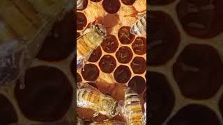 Honeybee Queen Laying Multiple Eggs [upl. by Funch]